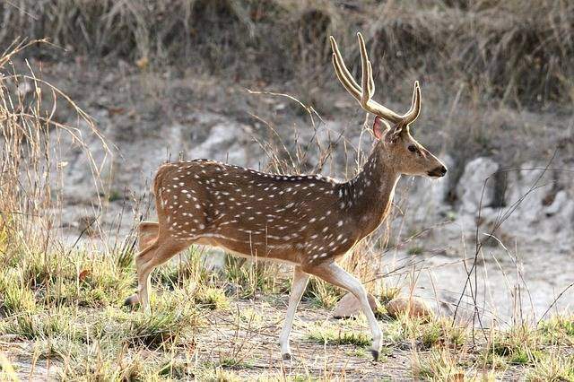 Bandhavgarh National Park, India